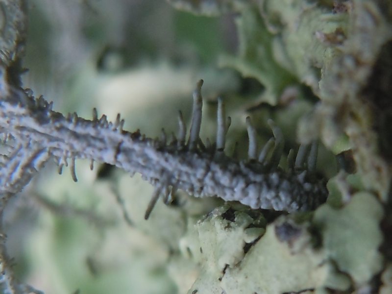 ..ancora Lethariella intricata su fillirea